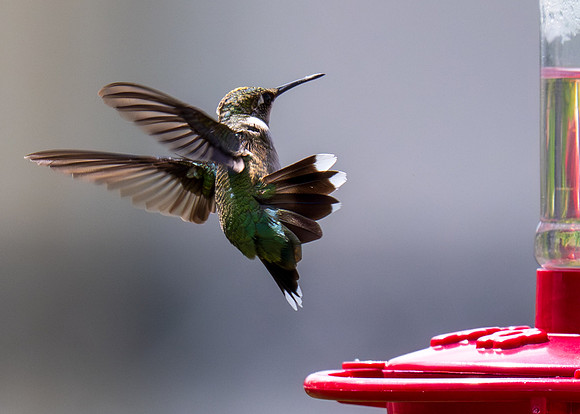 Mission TX birds _MAK4732