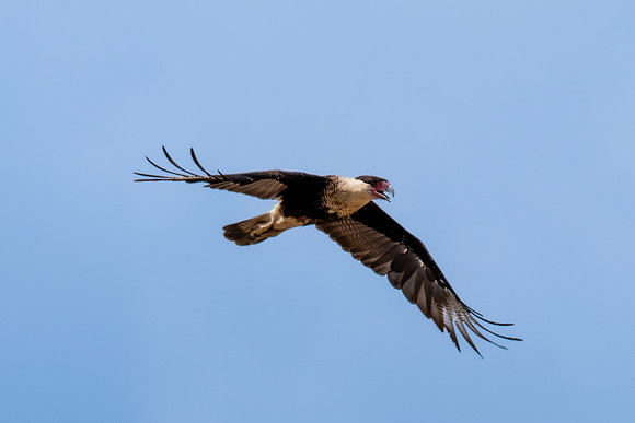 Mission TX birds _MAK4665