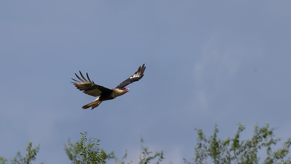 Mission TX birds _MAK4683