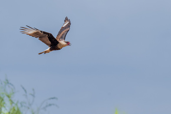 Mission TX birds _MAK4656