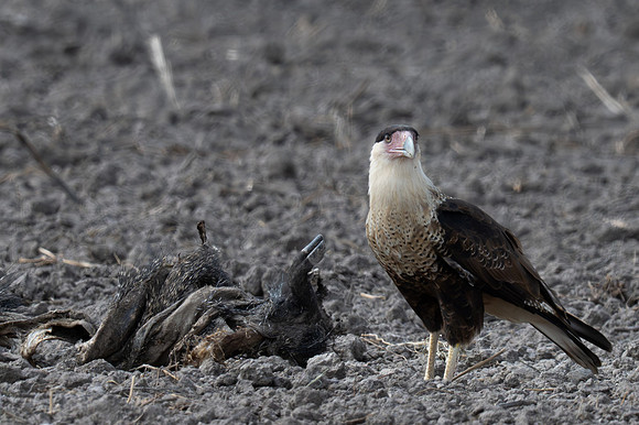 Mission TX birds _MAK4566