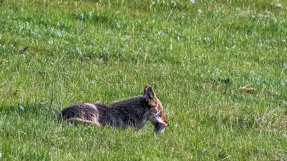Yellowstone _MAK4333