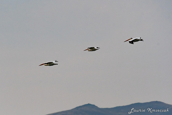 Ennis MT-LAK_9118