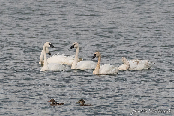 Ennis MT-LAK_9094