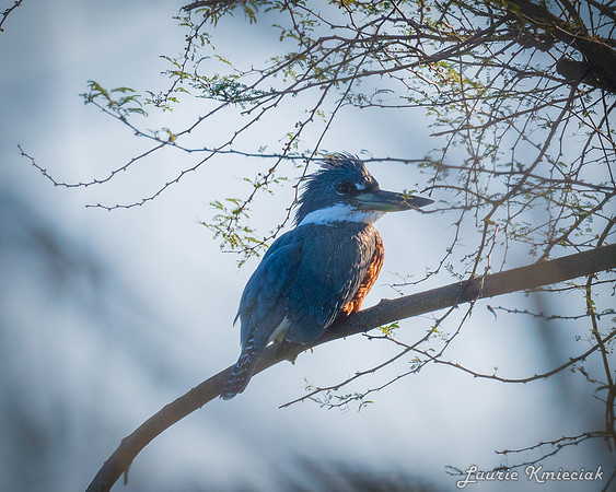 Edinburg Scenic Wetlands-LAK_3435