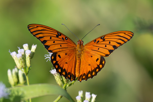 Texas Butterfly Festival _MAK4855