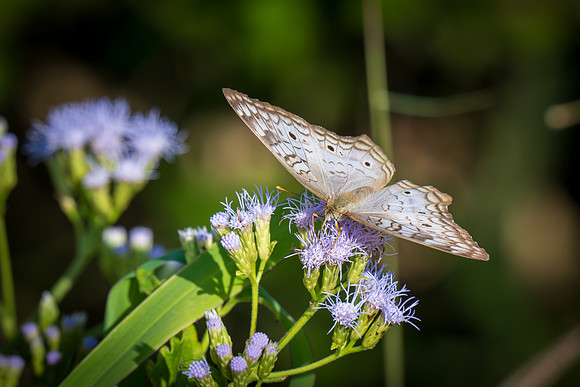 Texas Butterfly Festival _MAK4843