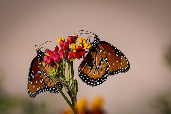 Texas Butterfly Festival _MAK4768