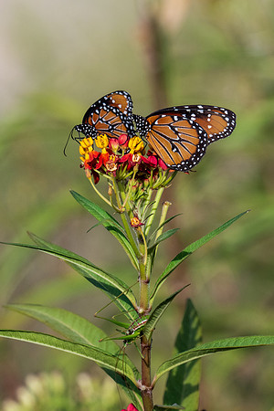 Texas Butterfly Festival _MAK4776