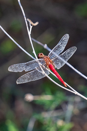 Texas Butterfly Festival _MAK4803