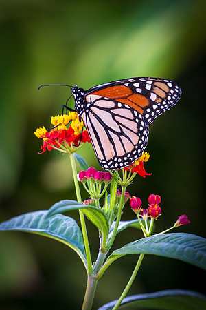 Texas Butterfly Festival _MAK5094