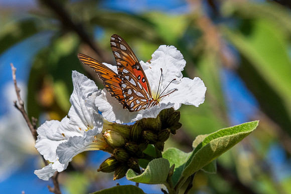 Texas Butterfly Festival _MAK5030