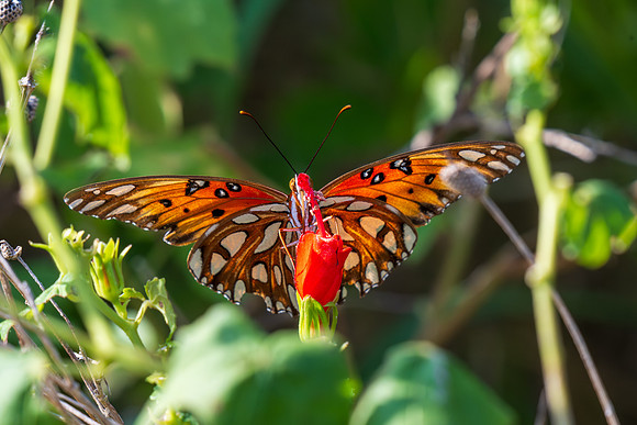 Texas Butterfly Festival _MAK4877