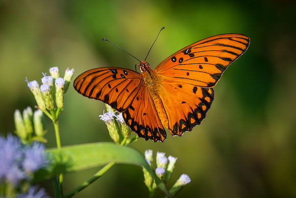 Texas Butterfly Festival _MAK4848