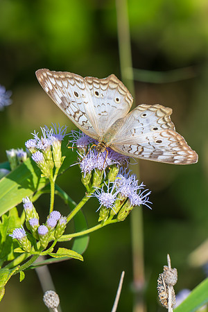 Texas Butterfly Festival _MAK4847