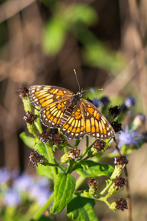 Texas Butterfly Festival _MAK4819