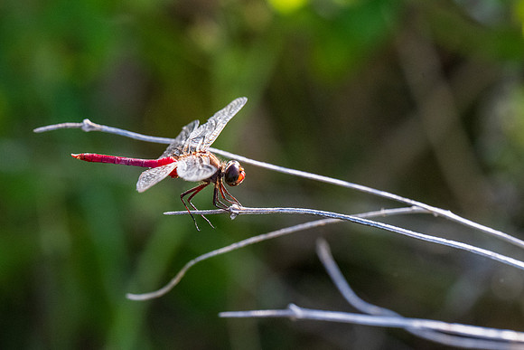 Texas Butterfly Festival _MAK4798
