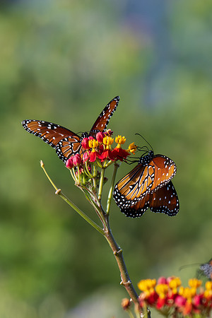 Texas Butterfly Festival _MAK4756