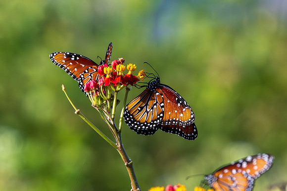 Texas Butterfly Festival _MAK4760