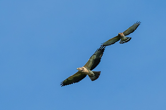 Hawk tower photos _MAK4452