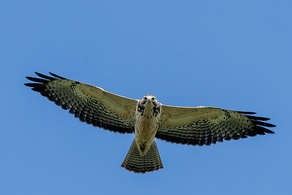 Hawk tower photos _MAK4424