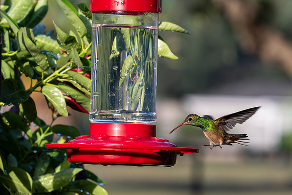 Hummingbird migration _MAK4068