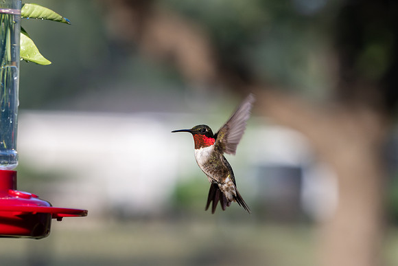 Hummingbird migration _MAK4012
