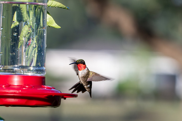 Hummingbird migration _MAK4016