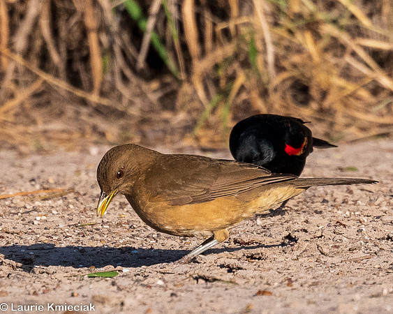 RGV-LAK_4084-2