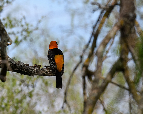 RGV-LAK_4549