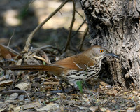 RGV-LAK_4734