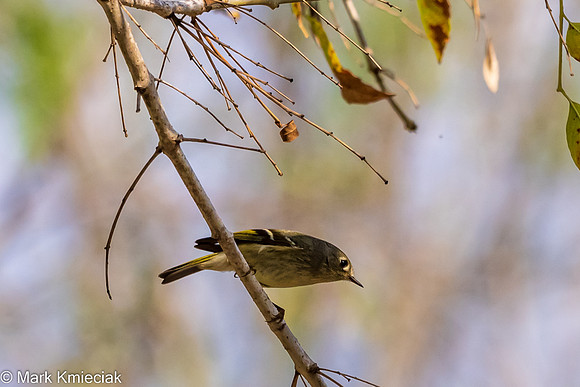 Bentsen-Rio Grande SP-DSC_7349