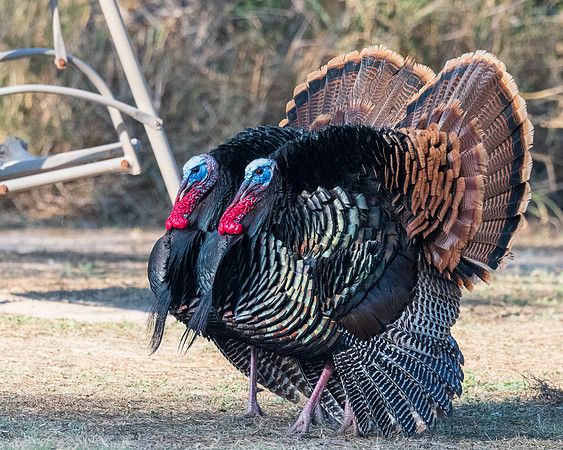 RGV-LAK_4672