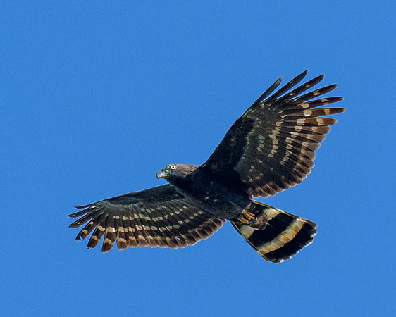 RGV-LAK_5096