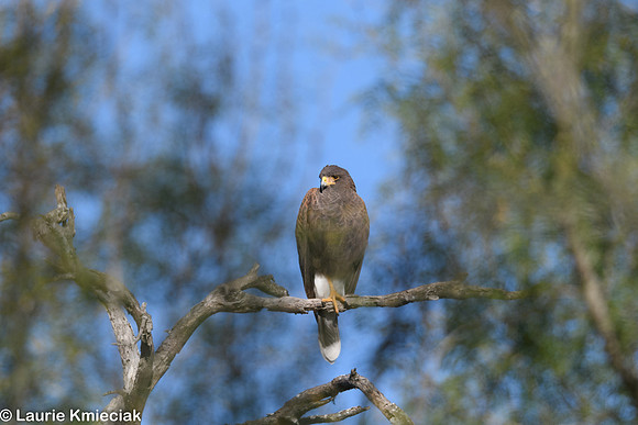 RGV-LAK_3978