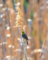 RGV-LAK_4997