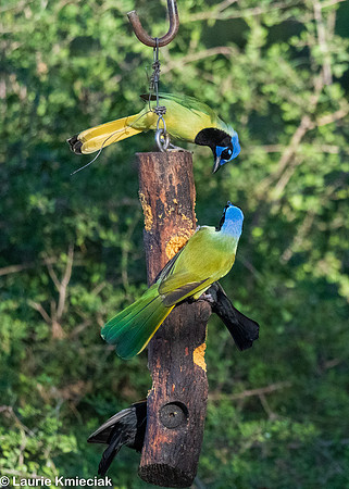 RGV-LAK_3880
