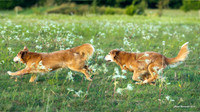 Experimental-MAK_0919-Pano