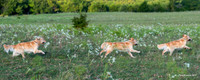 Experimental-MAK_0933-Pano