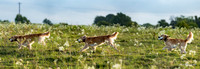 Experimental-MAK_0913-Pano
