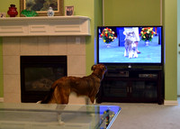 Really? That dog won?