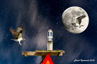 Starlight-Moon-Ospry-1