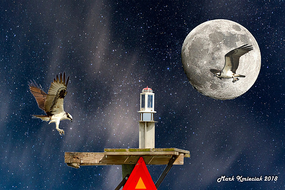 Starlight-Moon-Ospry-1