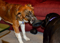 Jet & Elton playing tug with a small tire