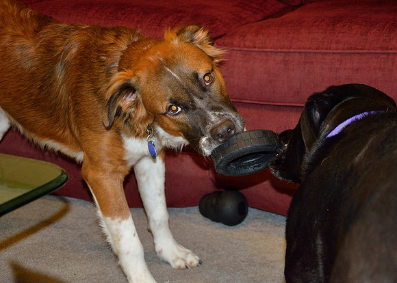 Jet & Elton playing tug with a small tire