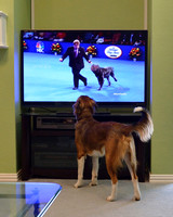 Elton was watching The National Dog Show on TV !