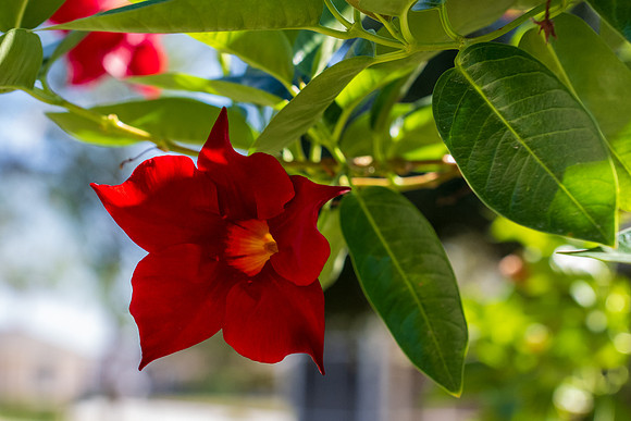 November blooms _MAK5286
