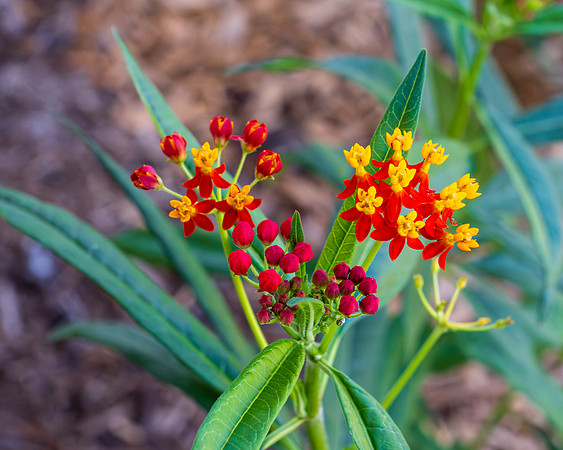 November blooms _MAK5284