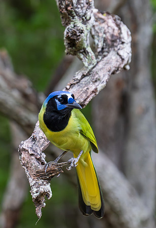 RGV wildlife _MAK5347