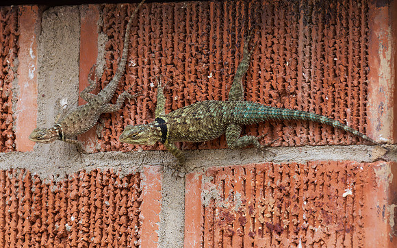 RGV wildlife _MAK5335